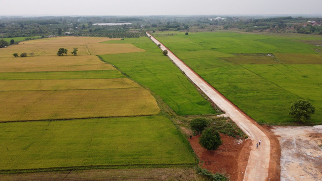 Cánh đồng lúa đặc sản ở xã Lộc Quang, huyện Lộc Ninh. (Ảnh: Sỹ Tuyên/Vietnam+) 50 năm 'thủ đô kháng chiến' Lộc Ninh ở Bình Phước: 'Đất lửa đơm hoa' ảnh 3