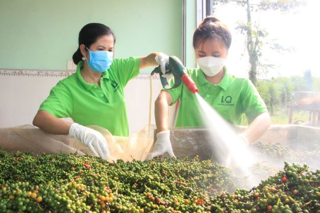 Chế biến sản phẩm tiêu hữu cơ tại xã Lộc Quang, huyện Lộc Ninh. (Ảnh: Sỹ Tuyên/Vietnam+) 50 năm 'thủ đô kháng chiến' Lộc Ninh ở Bình Phước: 'Đất lửa đơm hoa' ảnh 4