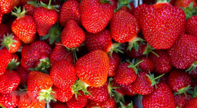 Phát hiện lượng lớn dâu tây không rõ nguồn gốc 'tuồn' vào Đà Lạt ảnh 1