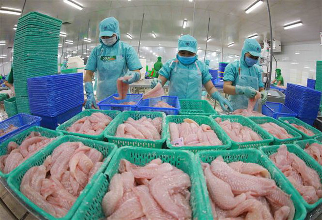Chế biến thủy sản xuất khẩu. (Nguồn: TTXVN) Gỡ 'thẻ vàng' IUU: Bình Thuận kiểm tra doanh nghiệp xuất khẩu thủy sản ảnh 1