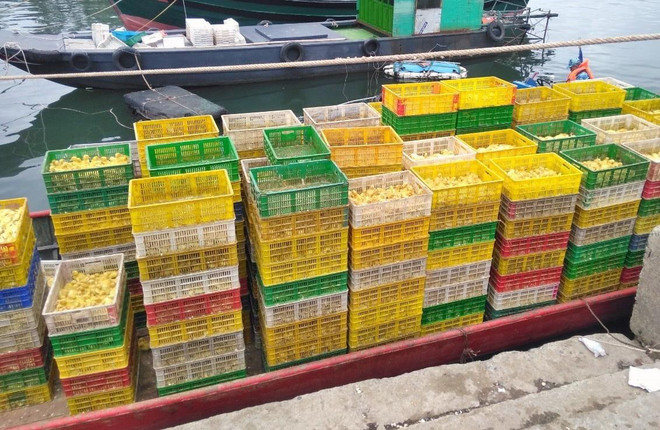 Phát hiện vụ vận chuyển vịt giống nhập lậu bằng đường biển ảnh 1