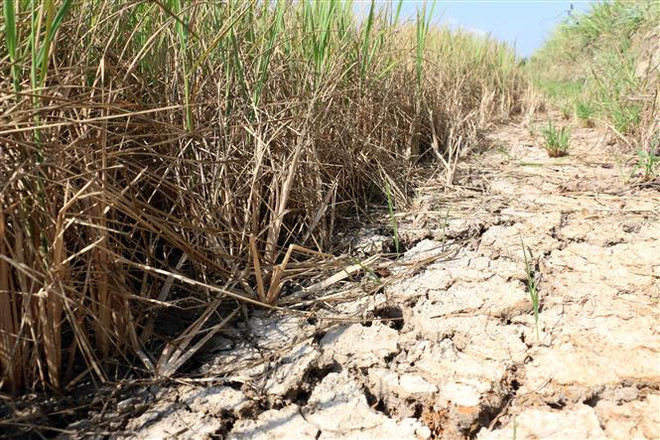 Xâm nhập mặn ở khu vực Đồng bằng sông Cửu Long tăng trở lại ảnh 1