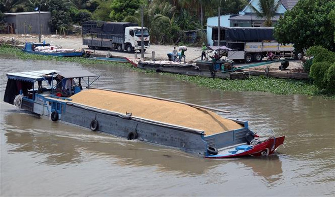 Ứng phó hiệu quả với hạn mặn, nông dân Kiên Giang được mùa ảnh 2