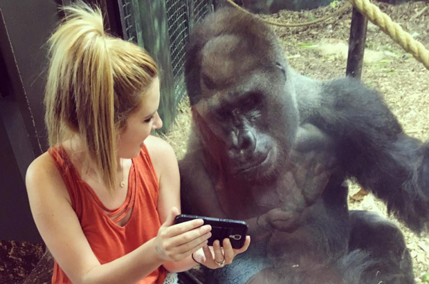 Chú khỉ đột thích chụp ảnh selfie, xem video trên điện thoại di động ảnh 1