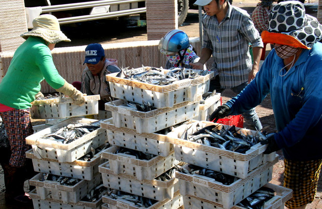 Ngư dân tỉnh Phú Yên trúng đậm cá biển, có nguồn thu đáng kể ảnh 1