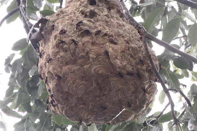 Đồng Nai: Chín người bị ong vò vẽ đốt phải nhập viện cấp cứu ảnh 1