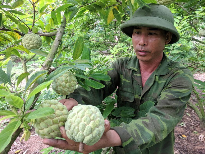 Năm 2019, anh Phạm Đức Thanh ở thôn Tân Tiến (phường Hoàng Tiến, thành phố Chí Linh) ước tính thu 5 tấn na chính vụ. (Ảnh: Mạnh Minh/TTXVN) Na Chí Linh - 'loại cây đổi đời' đối với nhiều nông dân ở Hải Dương ảnh 1