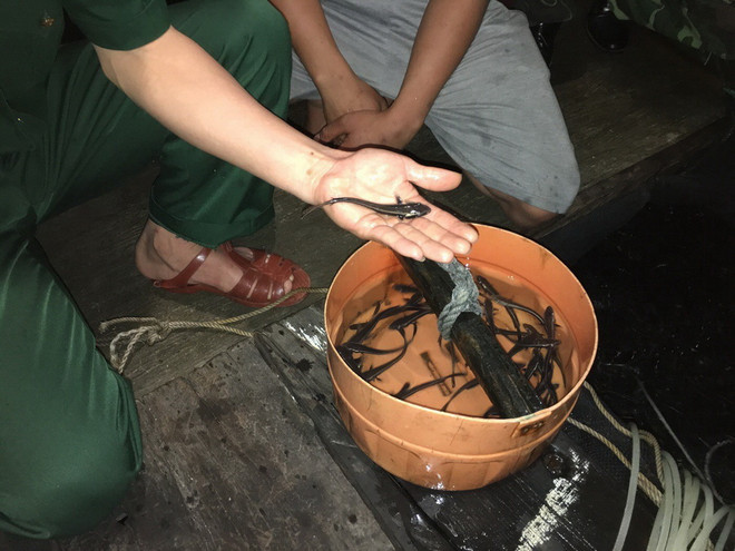 Quảng Ninh: Tiêu hủy 5.000 con cá giò giống nhập lậu từ Trung Quốc ảnh 1