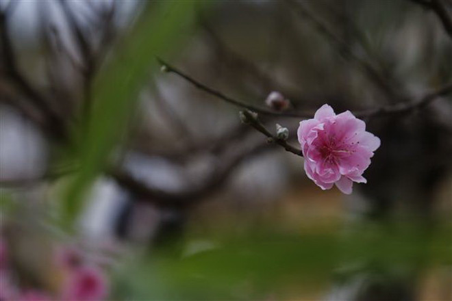 Khu vực Bắc Bộ rét đậm, vùng núi rét hại, có mưa vài nơi ảnh 1