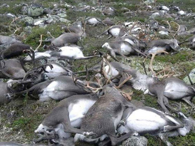 Số lượng tuần lộc lớn chưa từng có tại Na Uy chết vì thiếu thức ăn ảnh 1