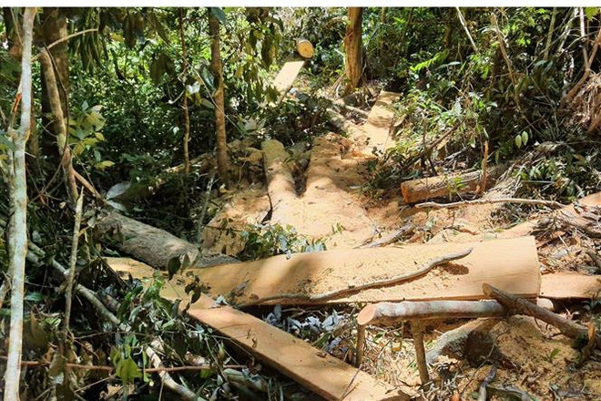Gia Lai: Phát hiện vụ phá rừng trái phép tại huyện Mang Yang ảnh 1