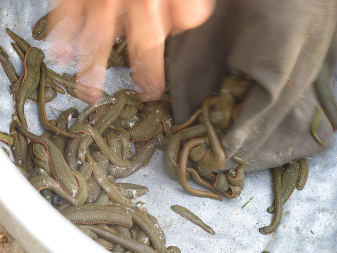 Xuất hiện tình trạng thu mua đỉa không rõ mục đích với giá cao ảnh 1