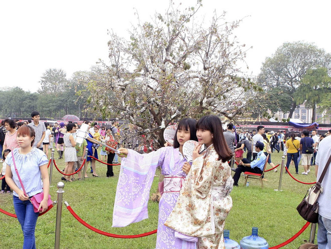 Trưng bày 12.000 cành hoa anh đào tại khu vực Tượng đài Lý Thái Tổ ảnh 1