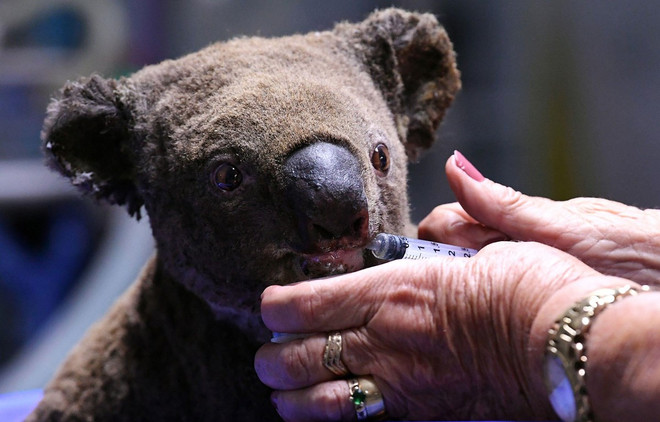 Australia ứng dụng công nghệ cao bảo vệ loài gấu túi ảnh 1