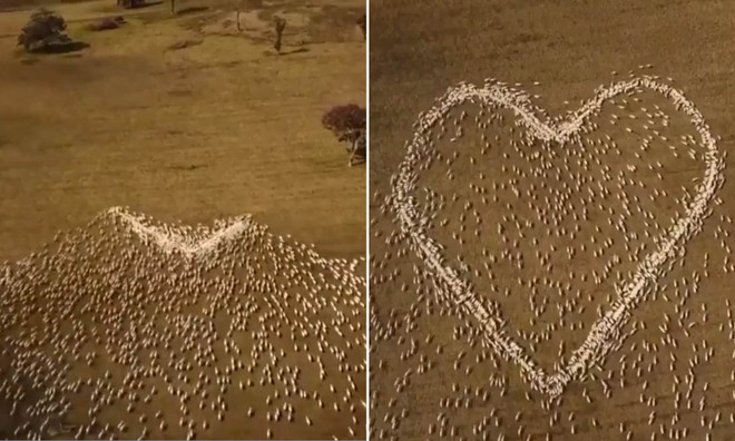 Cách thức độc đáo để tưởng nhớ người đã khuất do dịch COVID-19 ảnh 1