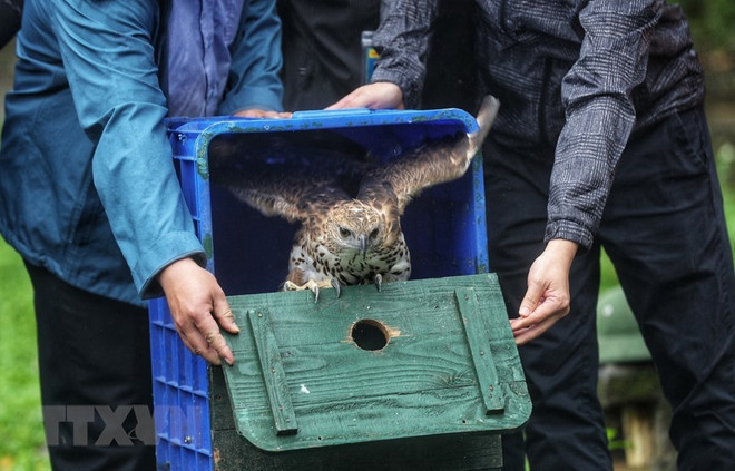 Gần 470 loài chim bị tuyệt chủng trong vòng 50.000 năm qua ảnh 1