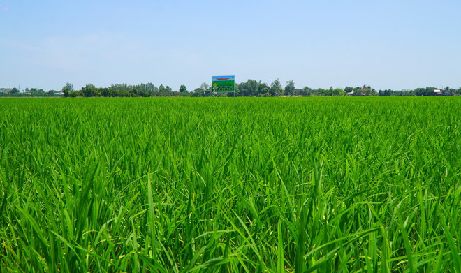 ttxvn_tang truong xanh 1.jpg