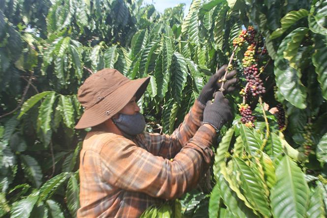 Niên vụ càphê 2020: Gia Lai vừa mất mùa vừa thiếu nhân công ảnh 1