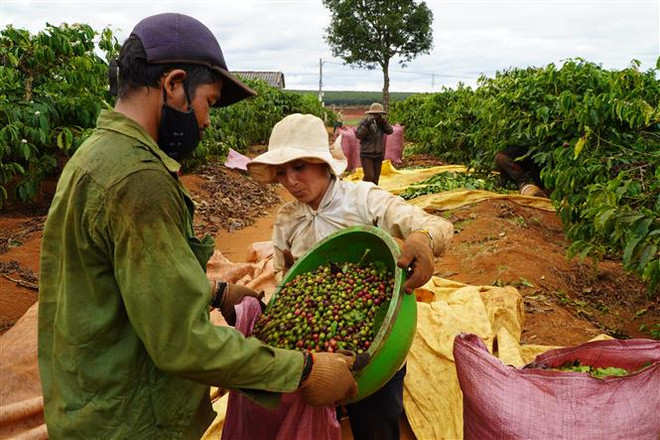 Niên vụ càphê 2020: Gia Lai vừa mất mùa vừa thiếu nhân công ảnh 2