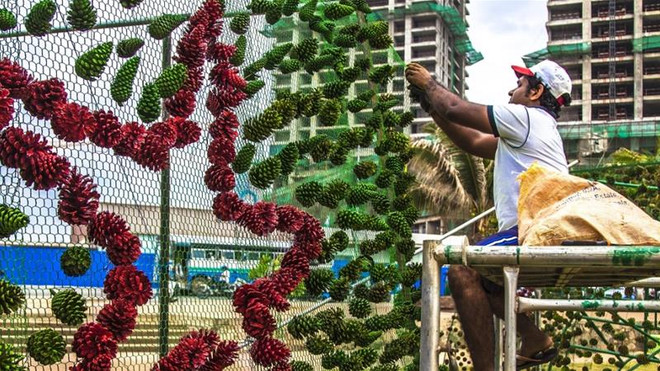 Công nhân tham gia trang trí cây thông Noel cao nhất thế giới. (Nguồn: Al Jazeera) Sri Lanka phá kỷ lục Guinness về cây thông Noel cao nhất thế giới ảnh 1