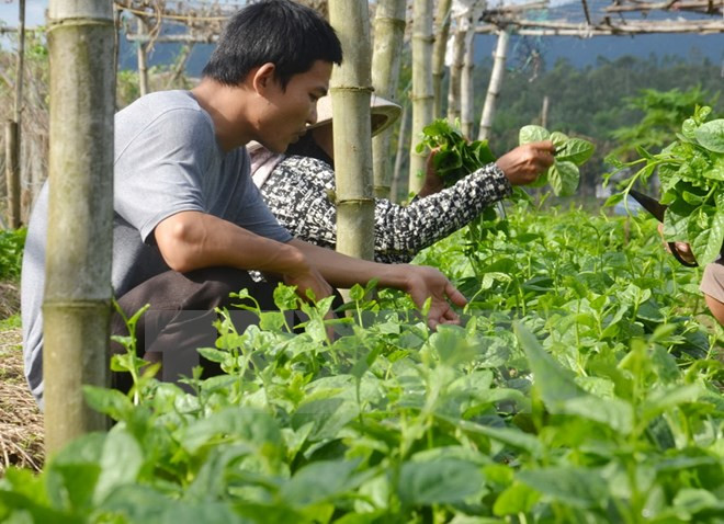 Ảnh minh họa. (Nguồn: TTXVN) Vùng Kinh tế trọng điểm phía Nam: Tạo chuỗi cung ứng-tiêu thụ ảnh 1