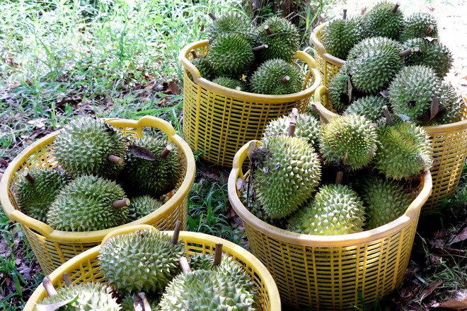 Lâm Đồng: 'Thủ phủ sầu riêng' Đạ Huoai nhộn nhịp vào mùa thu hoạch ảnh 1