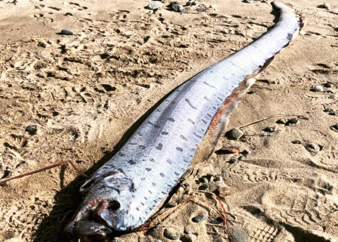 "Điềm báo" động đất, sóng thần khiến cư dân mạng Nhật Bản hoang mang ảnh 1