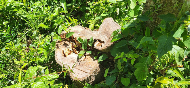 Phát hiện vụ lấn chiếm đất rừng với diện tích lớn tại huyện Phù Mỹ ảnh 2