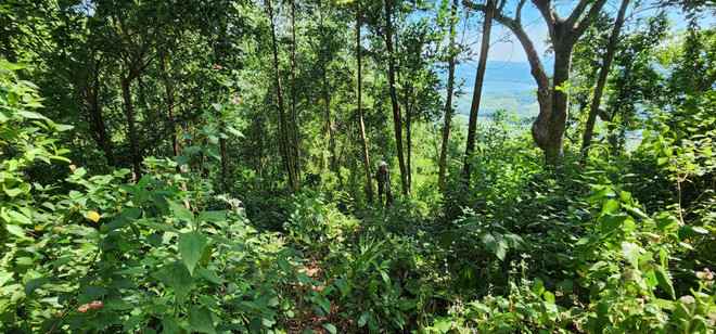 Phát hiện vụ lấn chiếm đất rừng với diện tích lớn tại huyện Phù Mỹ ảnh 1