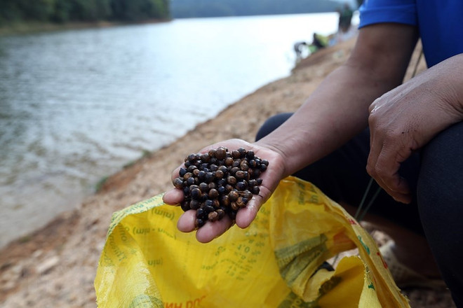 Mùa thu lượm hạt dẻ rừng nơi đại ngàn Mường Phăng-Pá Khoang ảnh 1