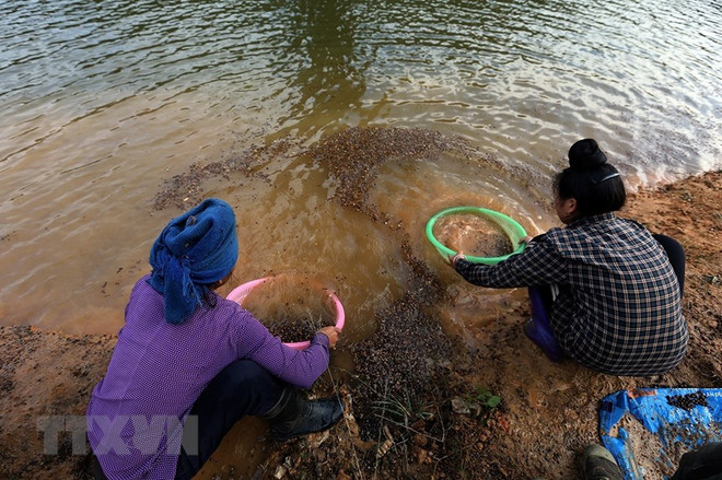 Mùa thu lượm hạt dẻ rừng nơi đại ngàn Mường Phăng-Pá Khoang ảnh 2