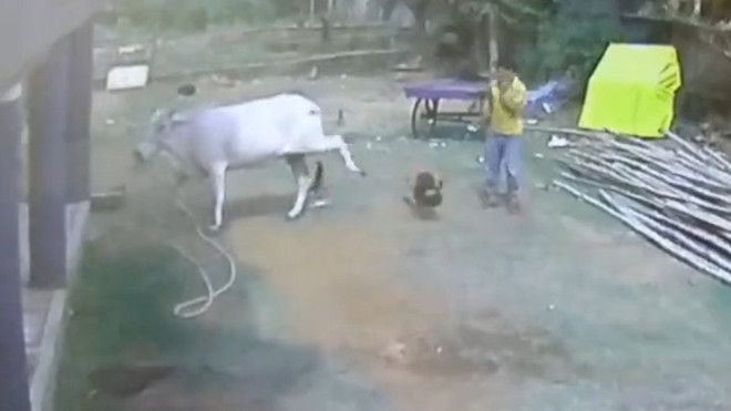 Hết hồn với khoảnh khắc con bò nổi giận đá bay một em bé ảnh 2