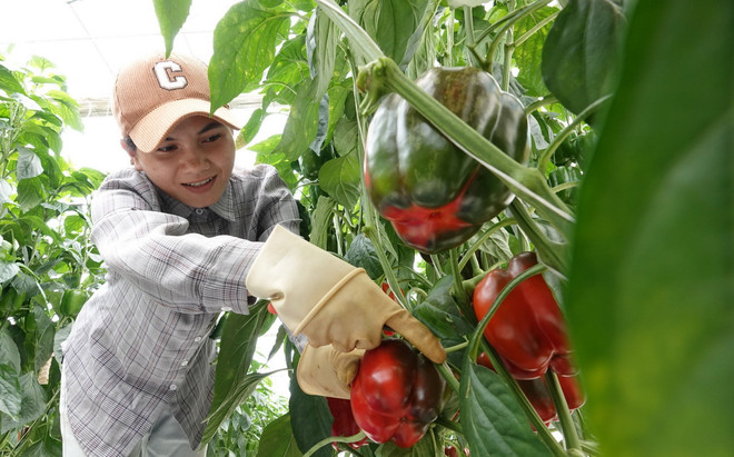 ttxvn_nong san lam dong.jpg