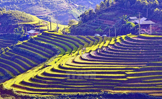 Ruộng bậc thang mùa lúa chín. (Ảnh: Thanh Hà/TTXVN) Khám phá vẻ đẹp núi rừng Tây Bắc trong Năm Du lịch quốc gia 2017 ảnh 1