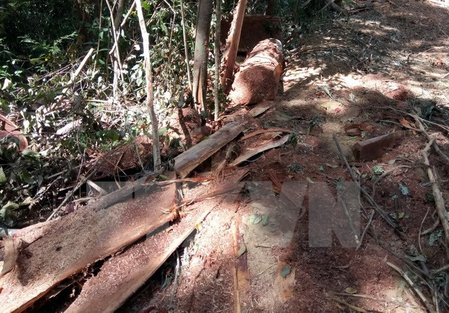 Khởi tố nguyên Đội trưởng Đội phòng chống khủng bố vì hủy hoại rừng ảnh 1