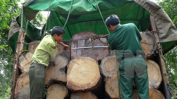 Công an Quảng Ngãi bắt giữ xe chở 20 tấn gỗ không rõ nguồn gốc ảnh 1