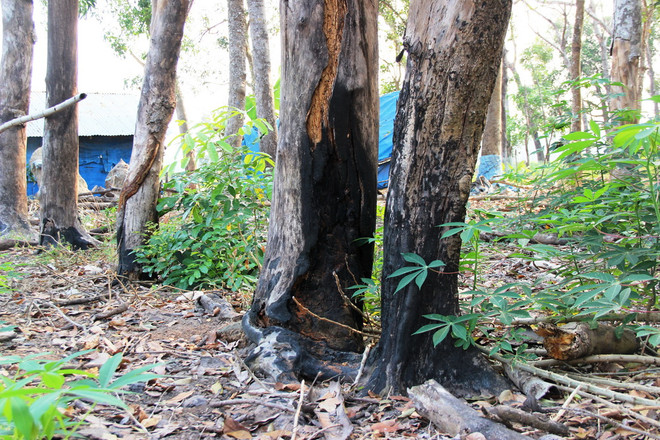 Thu hồi 1.000ha đất rừng phòng hộ Dầu Tiếng bị lấn chiếm trái phép ảnh 1