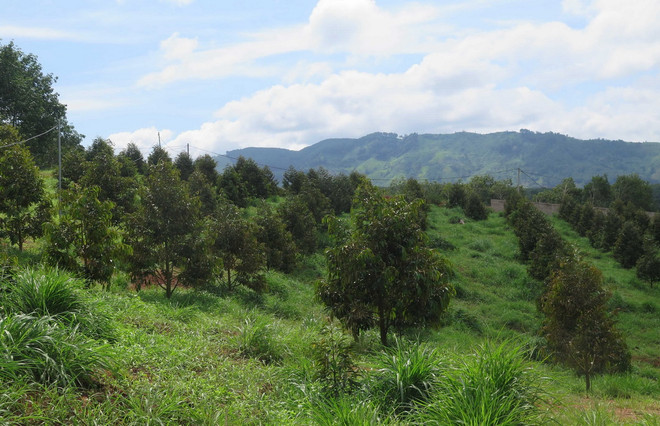 ttxvn_sau rieng 3.jpg