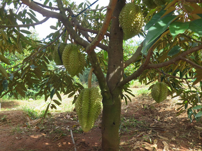 ttxvn_sau rieng 1.jpg