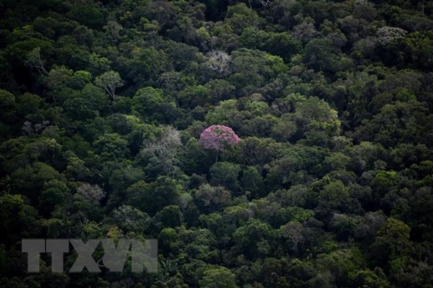 Thiết bị sử dụng trí tuệ nhân tạo ngăn chặn nạn chặt phá rừng ảnh 1