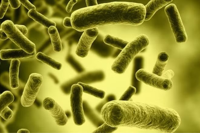 Pháp: 1 người tử vong trong vụ ngộ độc botulinum do ăn cá mòi ảnh 1