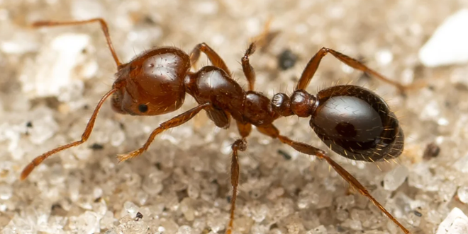 Kiến lửa đỏ: Loài xâm lấn khét tiếng thế giới đã đến châu Âu ảnh 1