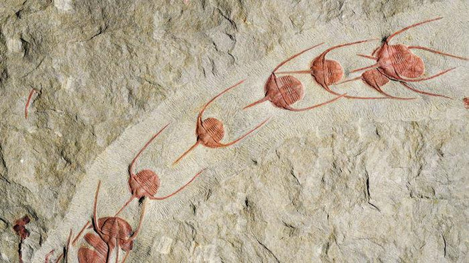 Tập quán bầy đàn ở động vật đã xuất hiện từ gần 500 triệu năm trước ảnh 1