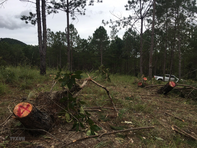 Để xảy ra các vụ phá rừng, người đứng đầu có thể bị đình chỉ công tác ảnh 1