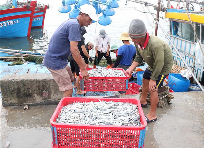 Quảng Trị: Được mùa cá cơm, chủ tàu thu hàng chục triệu đồng ảnh 1