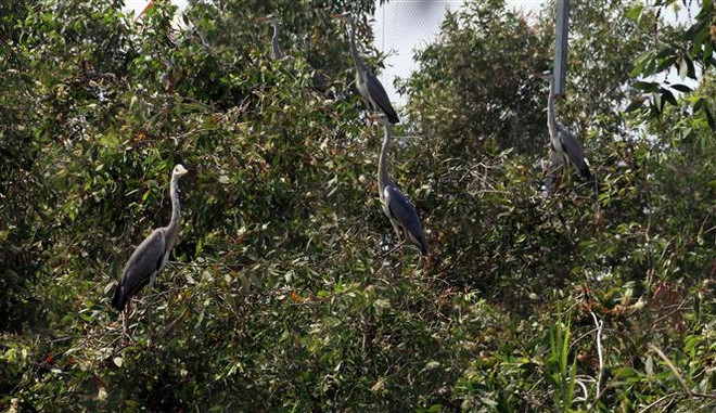 'Ngôi nhà thứ hai' của động vật hoang dã ở Vườn Quốc gia U Minh Thượng ảnh 1