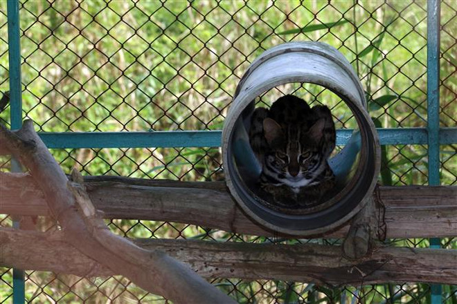 'Ngôi nhà thứ hai' của động vật hoang dã ở Vườn Quốc gia U Minh Thượng ảnh 3