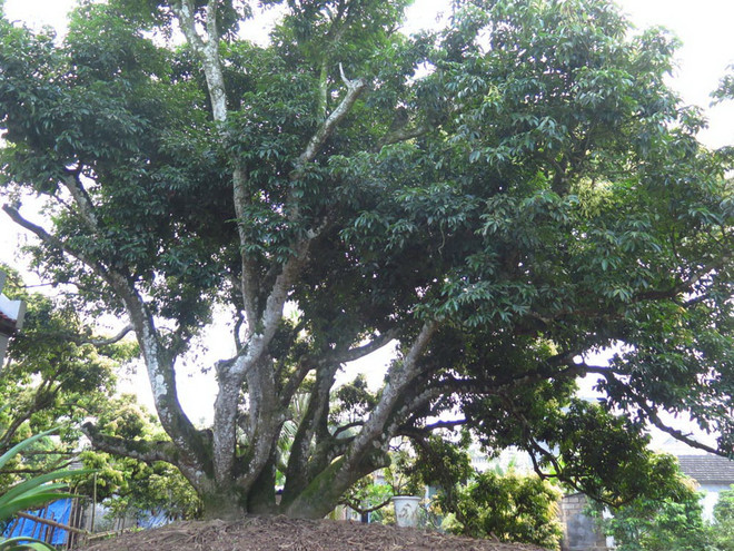 Khoảng 3.000 lượt khách tham quan cây vải tổ ở Hải Dương ảnh 1