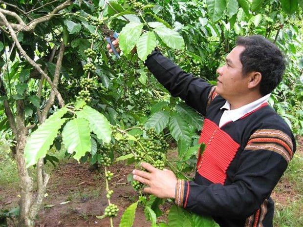 Nông dân huyện Krông Bông, Đắk Lắk chăm sóc cây càphê. (Ảnh: TTXVN phát) 'Kích hoạt' tiềm năng vùng Tây Nguyên, phát triển kinh tế xanh ảnh 3