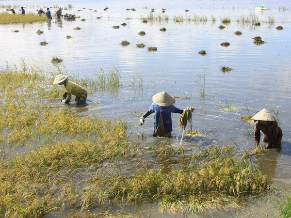 (Ảnh minh họa. Duy Khương/TTXVN) 2.000ha lúa ở Đồng bằng sông Cửu Long bị thiệt hại vì ngập lũ ảnh 1
